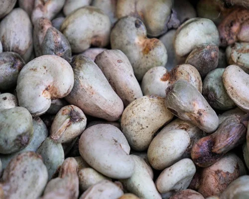 Raw Cashew Nut Kernels